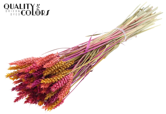Triticum per bunch Colourful 10