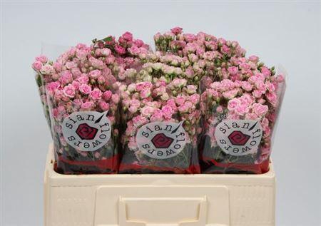 <h4>R Tr Gypsy Rose</h4>