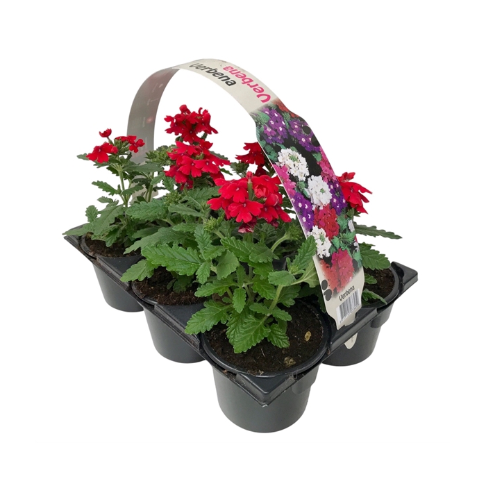 <h4>Verbena rood 6p</h4>