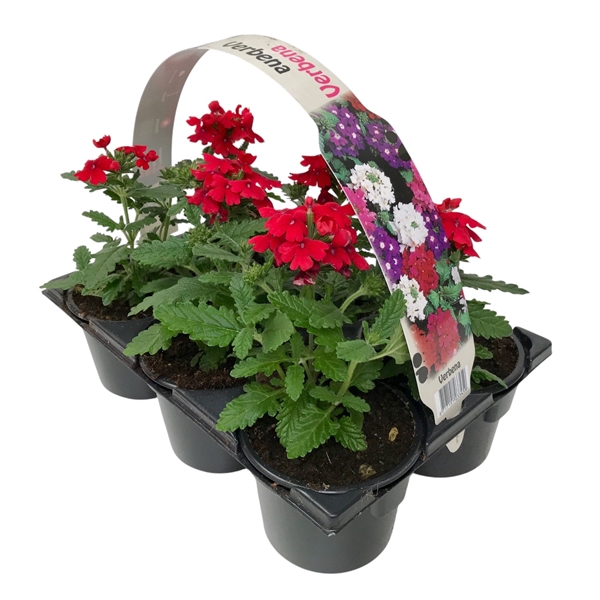 Verbena rood 6p