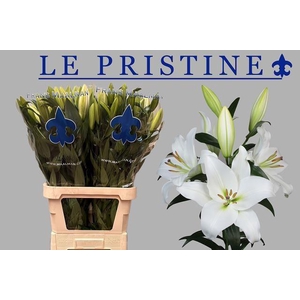 LI OT LE PRISTINE