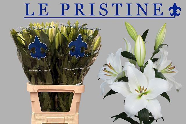 <h4>LI OT LE PRISTINE</h4>