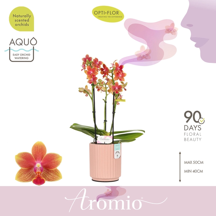 <h4>Aromio Tropical 3 spike in Molise Salmon Aquo</h4>