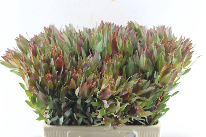 <h4>Leucad High Light</h4>