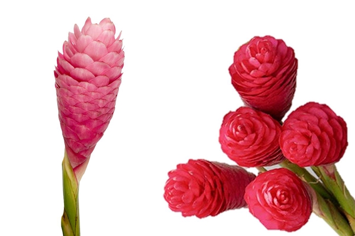 <h4>Ginger Plus Red</h4>