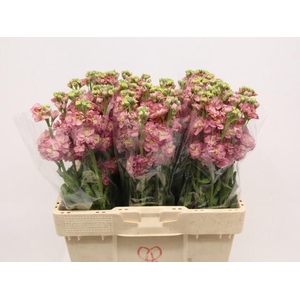 MATTH STOX ANTIQ ROS