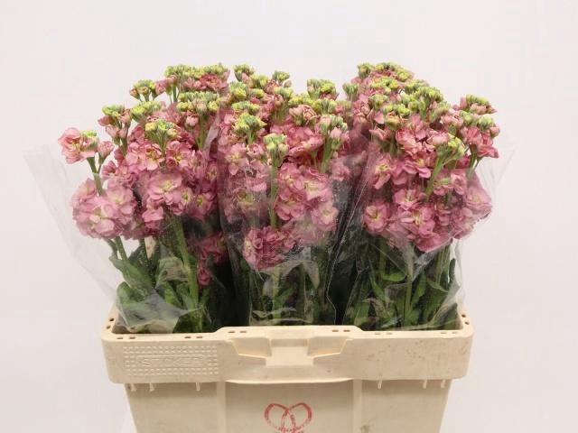 <h4>MATTH STOX ANTIQ ROS</h4>