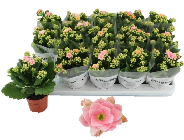 <h4>Kalanchoe Clara</h4>