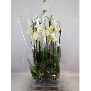 Phalaenopsis   ...white