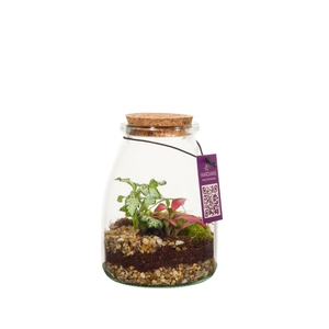 Wardians Terrarium - IO (6 pack)