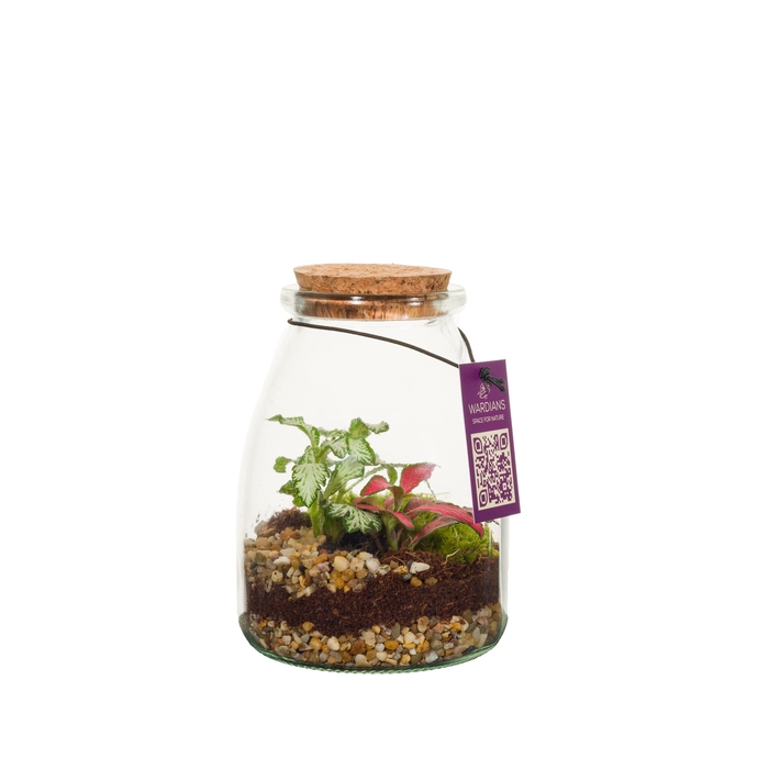<h4>Wardians Terrarium - IO (6 pack)</h4>