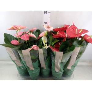 Anthurium   ...mix
