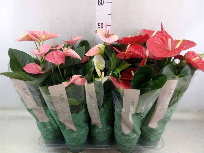 <h4>Anthurium   ...mix</h4>