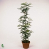 Albizia julibrissin