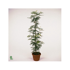 Albizia julibrissin