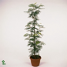 <h4>Albizia julibrissin</h4>