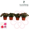 Azalea Flandresse® 'gemengd' 17+ cm