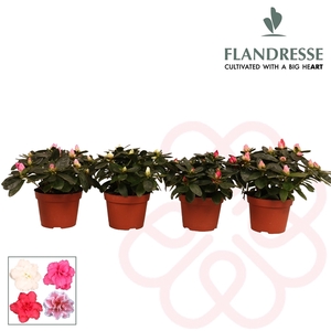 Azalea Flandresse® 'gemengd' 17+ cm