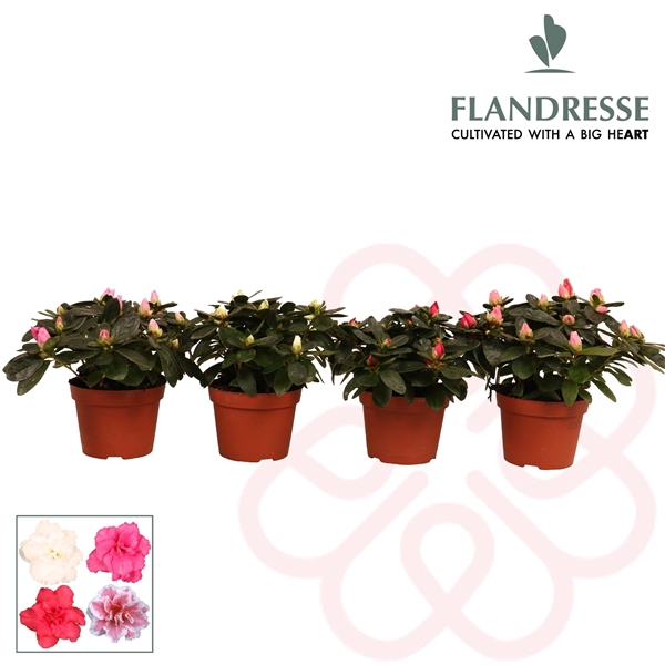 <h4>Azalea Flandresse® 'gemengd' 17+ cm</h4>