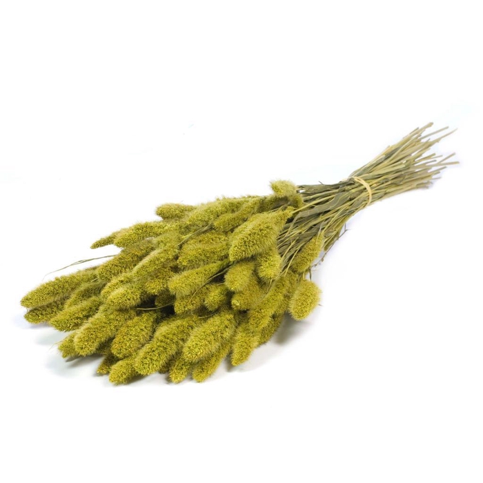 <h4>Setarea Green</h4>