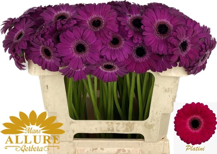 <h4>GERMINI PLATINI+ GE MI PLATINI+</h4>