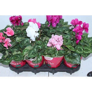 CYCLAMEN P14