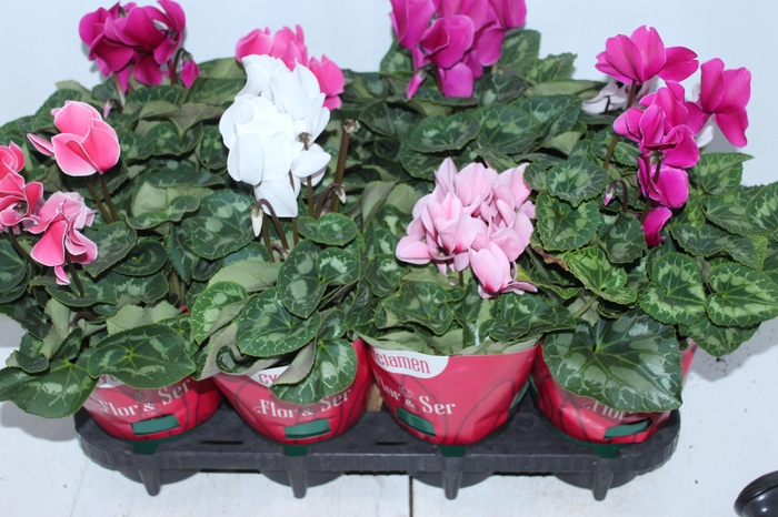 <h4>CYCLAMEN P14</h4>