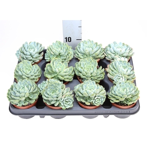 Echeveria elegans