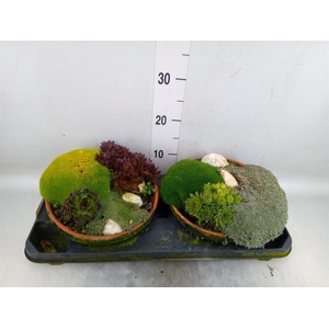 Vaste pltn   ...       [Perennials]