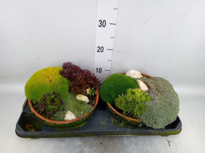 <h4>Vaste pltn   ...       [Perennials]</h4>