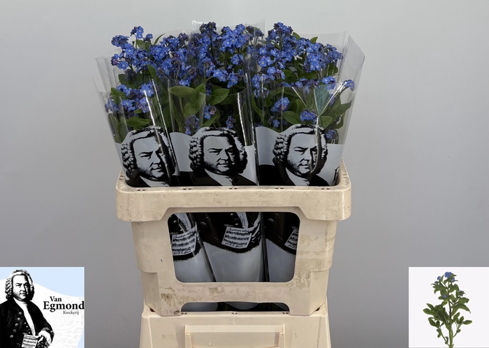 <h4>MYOS AL BLUE MEMORY</h4>