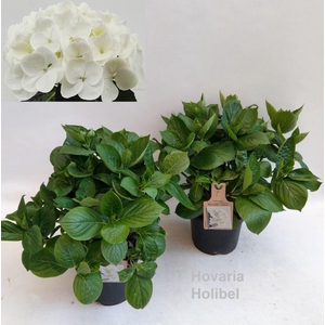 Hydrangea Hovaria Holibel