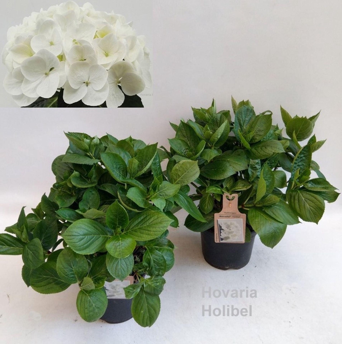 <h4>Hydrangea Hovaria Holibel</h4>