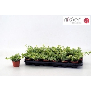 HEDERA EVA P9