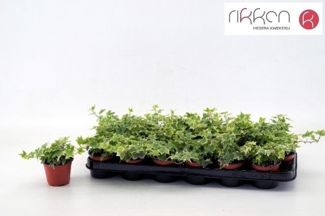 <h4>HEDERA EVA P9</h4>