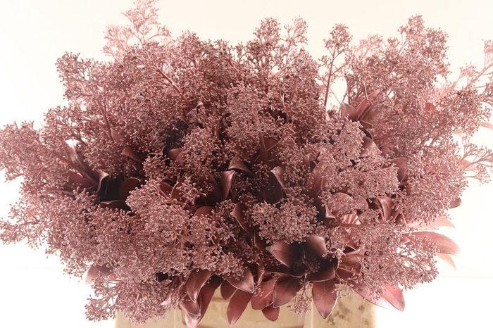 <h4>Skimmia Klb Metallic Pink</h4>