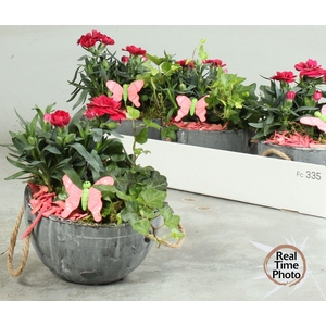 ARR TUINPLANTEN