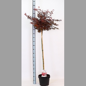 ACER PA SKEET BROOM