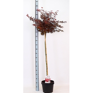 ACER PA SKEET BROOM