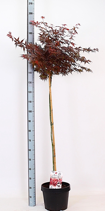 <h4>ACER PA SKEET BROOM</h4>