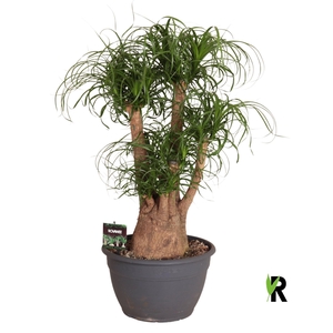 Beaucarnea recurvata