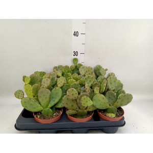 Opuntia humifusa