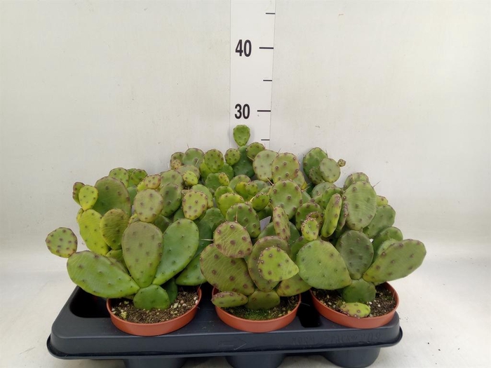 <h4>Opuntia humifusa</h4>