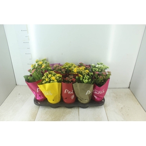 KALANCHOE DOBRADO PAIXOES P11