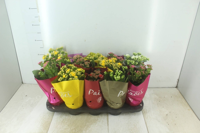 <h4>KALANCHOE DOBRADO PAIXOES P11</h4>