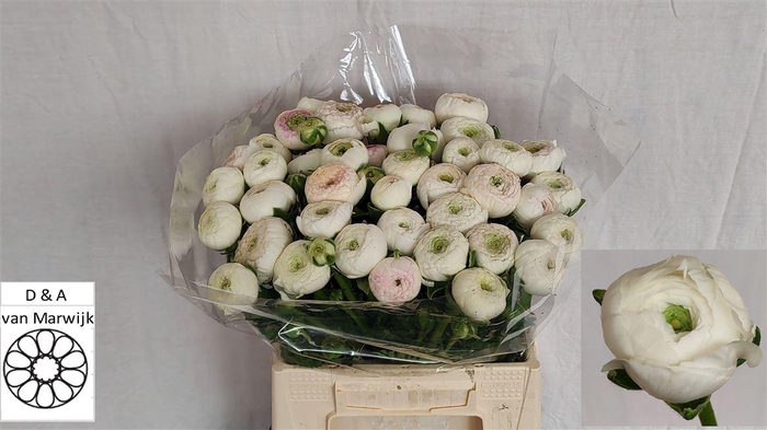 <h4>Ran Aazur White N L</h4>