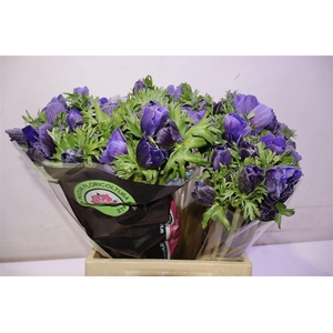 Anem Co Rb Mist Blue