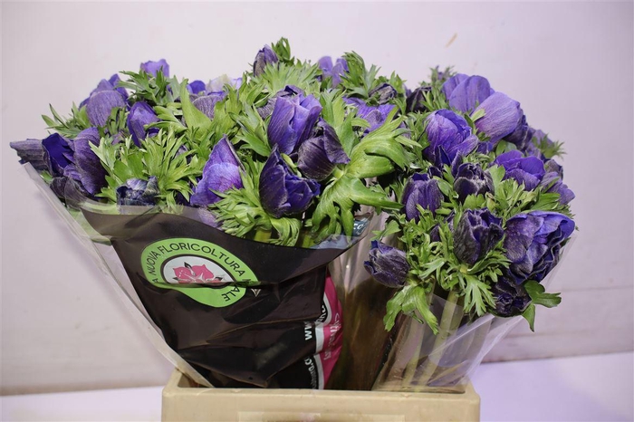 Anem Co Rb Mist Blue