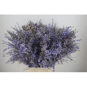 Ginster 400gr Milka P Bunch