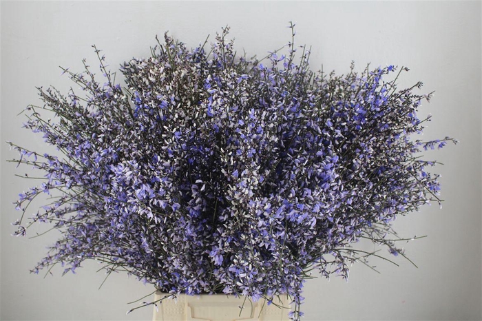 <h4>Ginster 400gr Milka P Bunch</h4>